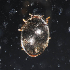 Scymnus auritus
