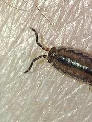 Porcellionides sexfasciatus