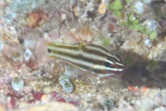 Ostorhinchus angustatus