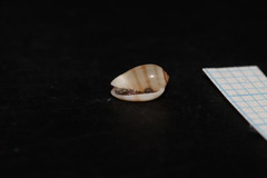 Gibberula miliaria