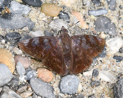 Pellicia costimacula
