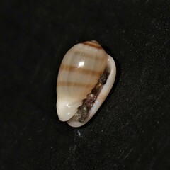 Gibberula miliaria