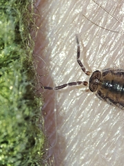 Porcellionides sexfasciatus