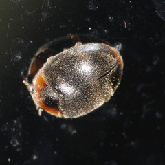 Scymnus auritus