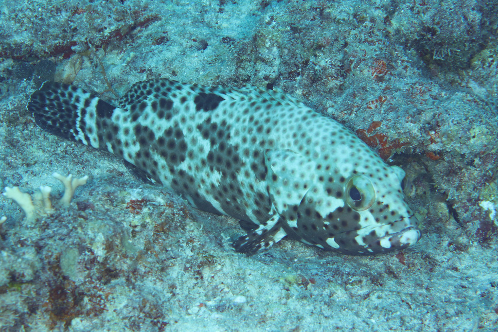 Blacksaddle Grouper