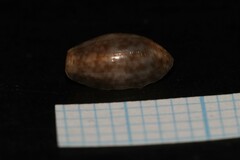 Bulla striata