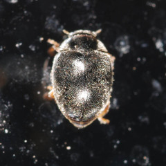 Scymnus auritus