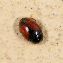 Scymnus suturalis