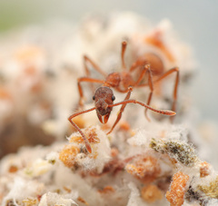 Apterostigma collare