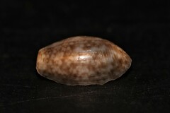 Bulla striata