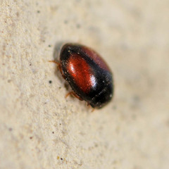 Scymnus suturalis