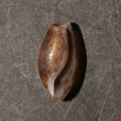 Bulla striata