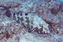 Epinephelus howlandi