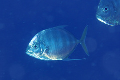 Turrum coeruleopinnatum
