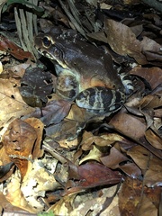 Leptodactylus knudseni