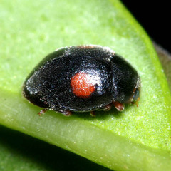 Scymnus frontalis