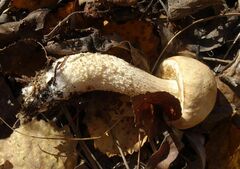 Leccinum