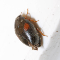 Scymnus frontalis