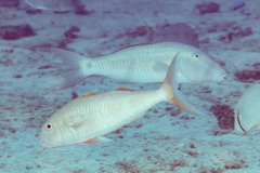 Mulloidichthys pfluegeri
