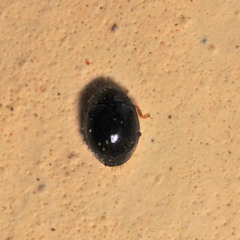 Stethorus pusillus