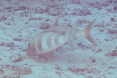 Mulloidichthys pfluegeri