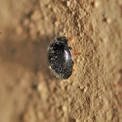 Stethorus pusillus