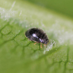 Stethorus pusillus