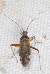 Closterotomus fulvomaculatus