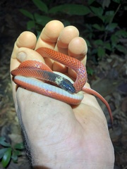 Drepanoides anomalus