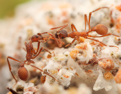 Apterostigma collare