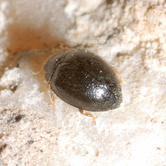 Stethorus pusillus