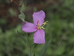 Rhexia alifanus