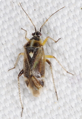 Harpocera thoracica