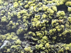 Candelariella reflexa