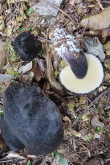 Tylopilus formosus