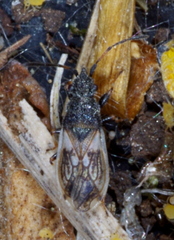 Macroplax preyssleri