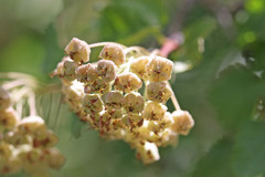 Physocarpus malvaceus