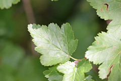 Physocarpus malvaceus