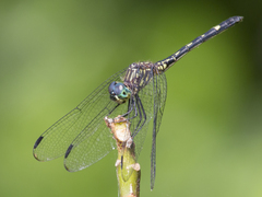 Dythemis nigra