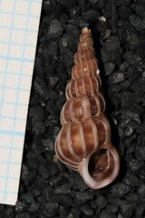 Epitonium turtonis