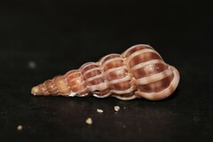 Epitonium turtonis