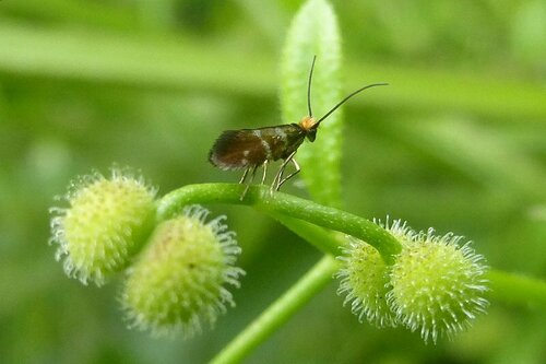 Micropterix aruncella