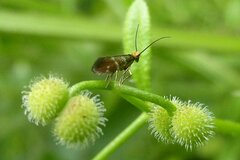 Micropterix aruncella