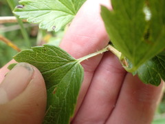 Ribes hirtellum