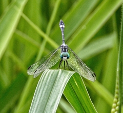 Micrathyria hypodidyma