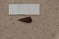 Monophorus perversus