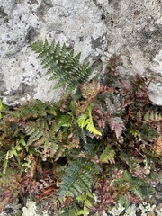 Polystichum oculatum