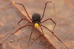 Zalmoxidae