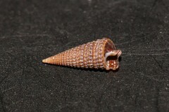 Monophorus perversus