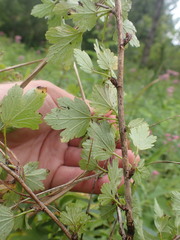Ribes hirtellum